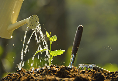 watering-lawn-st-pete