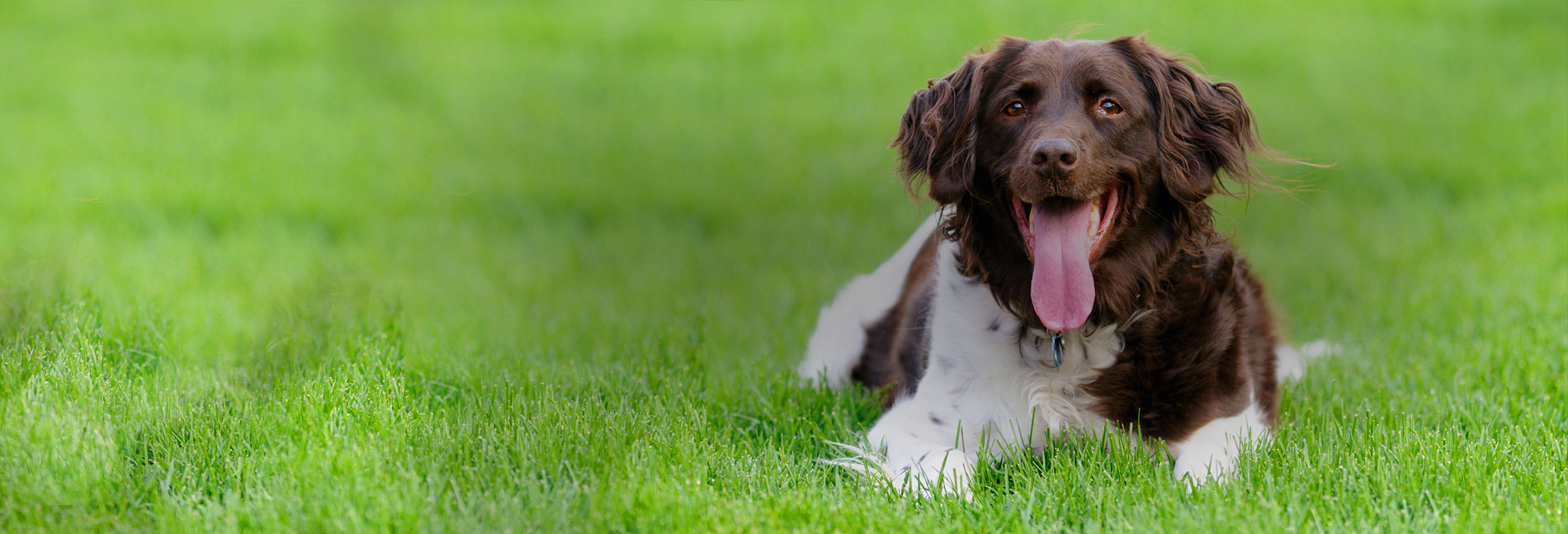 natural-green-lawn-spraying-organic-lawn-treatments