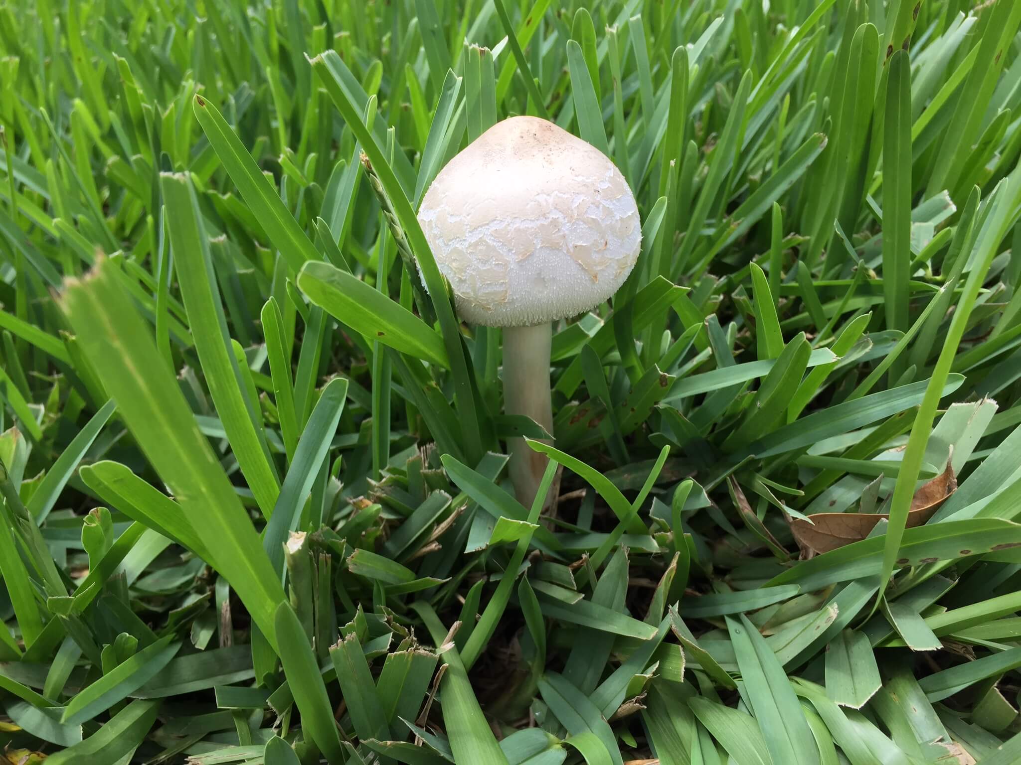 lawn fungi control st pete fl
