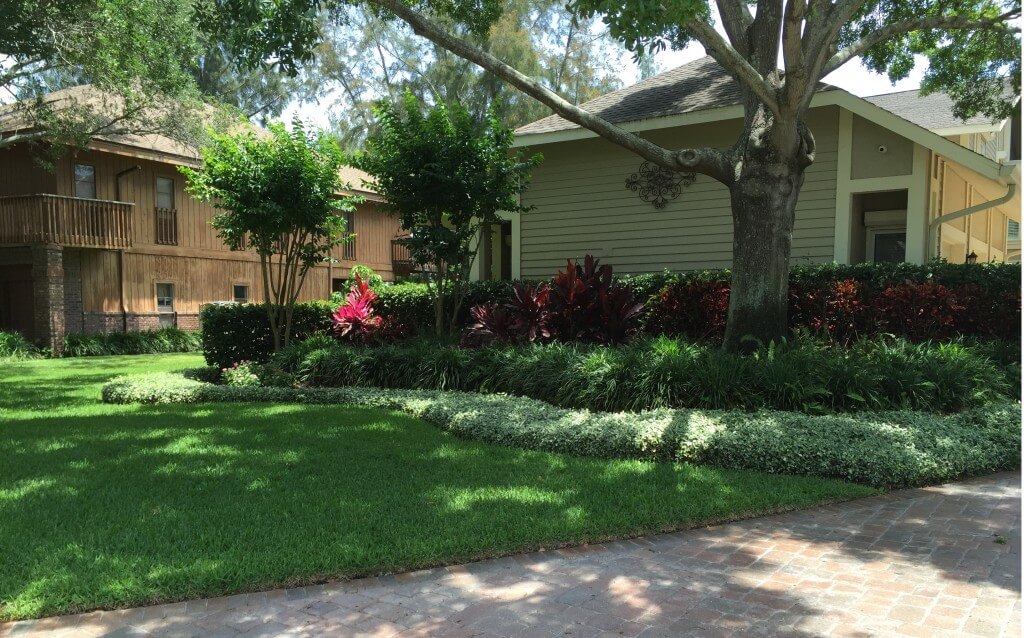 healthy green grass and shrubs