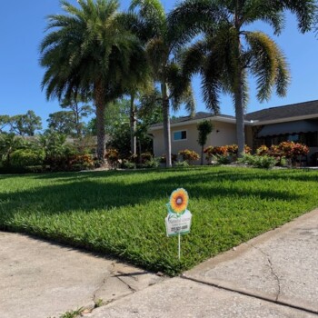 This home in Seminole, FL had really a bad case of chinch bugs as well as palm tree deficiencies After using Natural Green, their chinch bugs are gone and the palm trees are starting to recover. Their yard looks great! Seminole Florida Had really bad chinch bugs and palm deficiencies Chinch are gone and the palms are starting to recover
