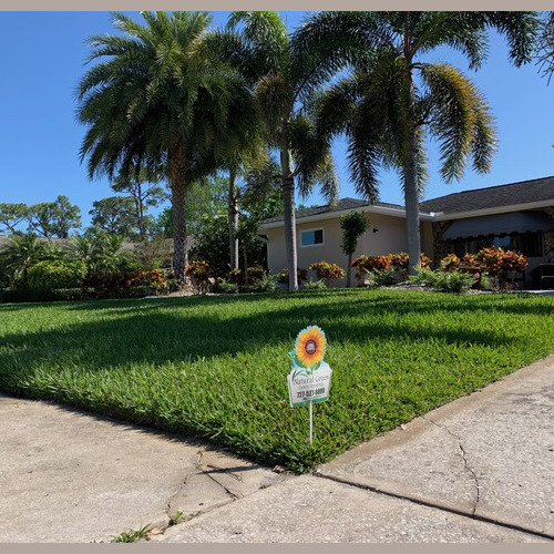 This home in Seminole, FL had really a bad case of chinch bugs as well as palm tree deficiencies After using Natural Green, their chinch bugs are gone and the palm trees are starting to recover. Their yard looks great! Seminole Florida Had really bad chinch bugs and palm deficiencies Chinch are gone and the palms are starting to recover