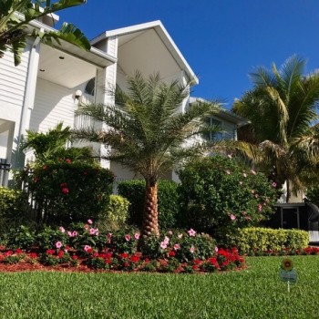 This home in St. Pete Beach, FL had some plants and palms trees that were nutrient deficient in addition to having issues with pests. Now look at their yard! St. Pete Beach FL Organic Lawn Care Plants and palms had a lot of nutrient deficiencies with pest issues