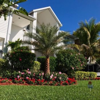 This home in St. Pete Beach, FL had some plants and palms trees that were nutrient deficient in addition to having issues with pests. Now look at their yard! St. Pete Beach FL Organic Lawn Care Plants and palms had a lot of nutrient deficiencies with pest issues