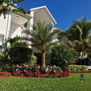 This home in St. Pete Beach, FL had some plants and palms trees that were nutrient deficient in addition to having issues with pests. Now look at their yard! St. Pete Beach FL Organic Lawn Care Plants and palms had a lot of nutrient deficiencies with pest issues