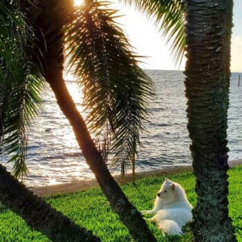 A dog enjoying a natural and organic lawn treated by Natural Green in Venetian Isles, FL. Venetian Isles FL Dog enjoying a Natural and Organic Lawn