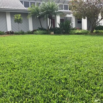 One of our customers in Bayway Isles, FL. bayway isles florida organic lawn care service