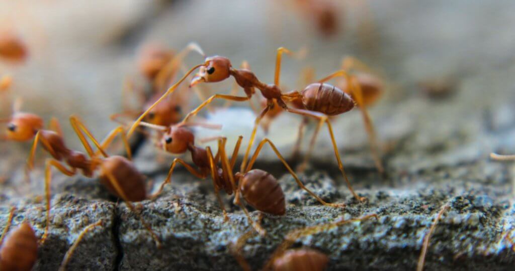 fire-ants-pest-control-st-pete-florida