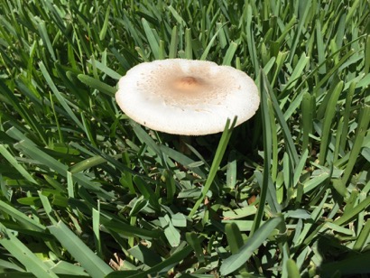fungi-growing-in-grass