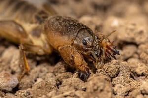 natural insecticides work mole crickets lawn