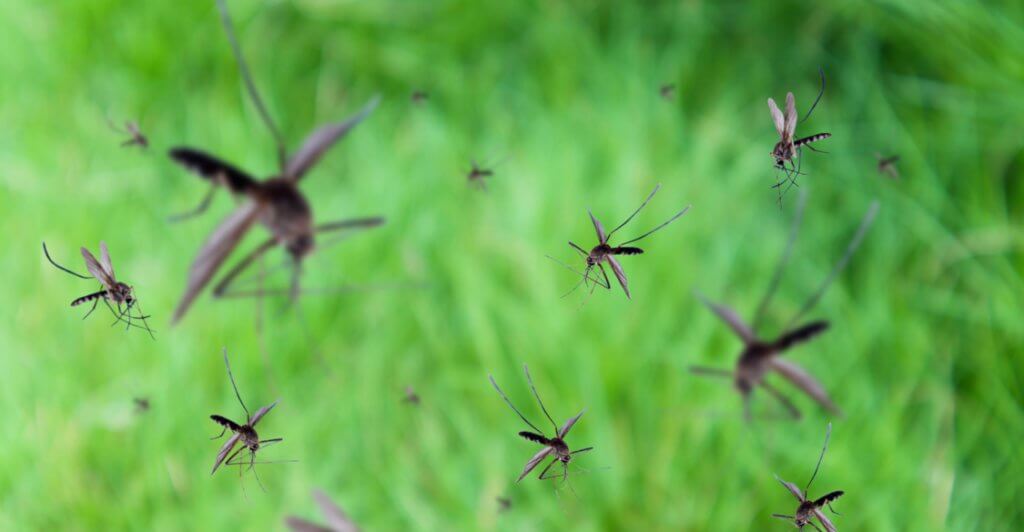 mosquito-control-service-st-pete-florida