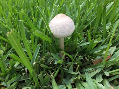 mushrooms-growing-in-grass