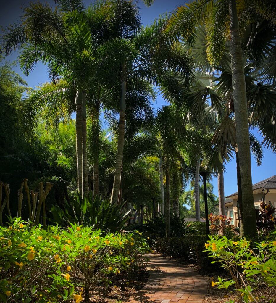 thriving-palm-trees-st-pete-fertilizer-wide