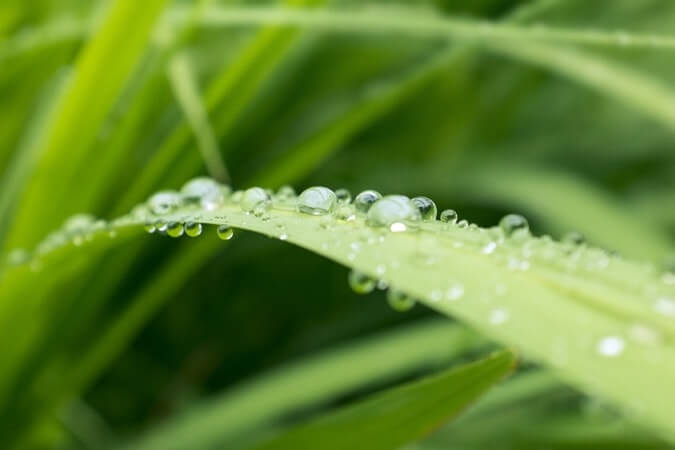 watering-lawn-st-petersburg-fl